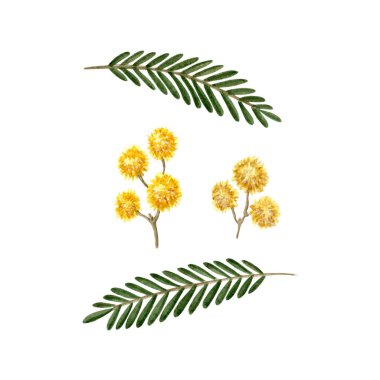 Mimosa Çiçekleri ve Yaprakları Ayarlandı. Gümüş gıdanın botanik suluboya çizimi. Bahar temalı duvar kâğıtları, afişler, tekstil, kartpostallar veya ambalaj kağıtları için mükemmel