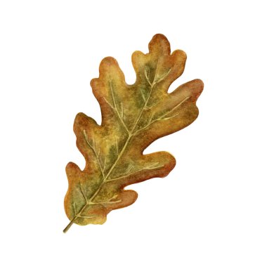 Sonbahar Meşe Yaprağı İllüstrasyonu. Sıcak toprak tonlarında tek bir sonbahar meşe yaprağının elle boyanmış suluboya çizimi. Sezonluk tasarımlar, botanik baskılar ve DIY projeleri için mükemmel.