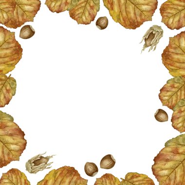 Hazel yaprakları ve fındıklı kare suluboya çerçevesi. Sonbahar temalı kare çerçeve ve suluboya fındık yaprakları. Davetiyeler, kartlar, mevsimlik markalaşma ve sosyal medya için ideal
