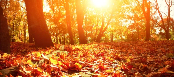 Όμορφο Φόντο Φθινόπωρο Κίτρινα Και Κόκκινα Φύλλα — Φωτογραφία Αρχείου