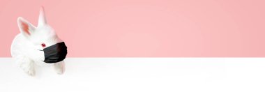 Coronavirus temalı Paskalya kompozisyonu. Paskalya Karantinası