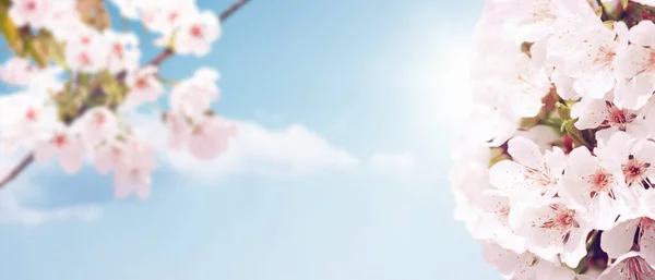 Spring Banner Hintergrund Mit Kopierraum — Stockfoto