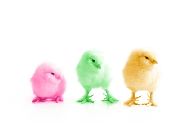 Una Decoración Pascua Con Pollo Concepto Vacaciones Pascua Con Lindo —  Fotos de Stock