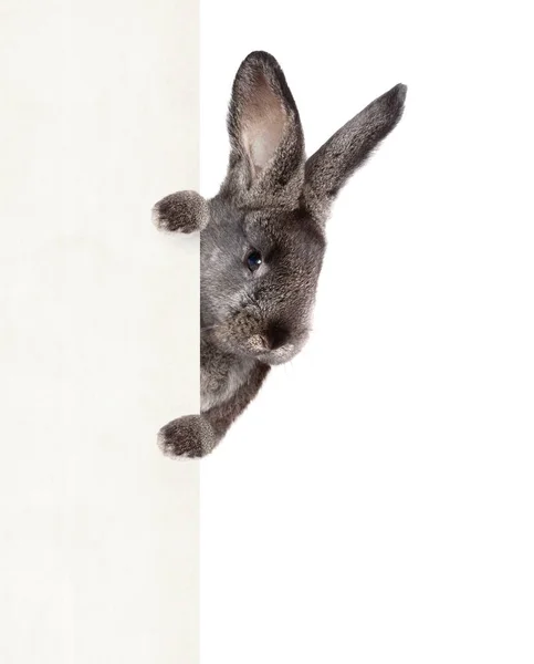 Пасхальная Композиция Кроликом Праздничное Оформление Счастливая Пасха — стоковое фото