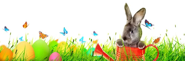 Tavşanlı Paskalya Kompozisyonu Şenlik Dekorasyonu Mutlu Paskalyalar — Stok fotoğraf
