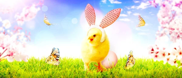 Velikonoční Dekorace Kuřetem Velikonoční Dovolená Koncept Roztomilé Kuřátko — Stock fotografie