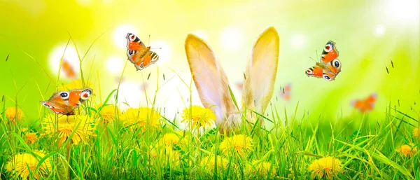 stock image Easter composition with rabbit. Festive decoration. Happy Easter.