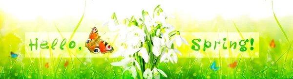 Delicadas Flores Primavera Gotas Neve Primavera Floral Fundo — Fotografia de Stock