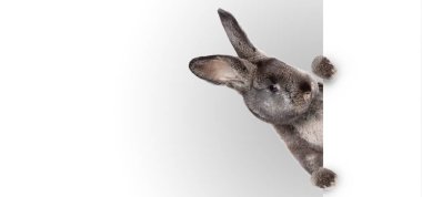 Tavşanlı Paskalya kompozisyonu. Şenlik dekorasyonu. Mutlu Paskalyalar.