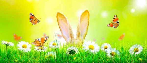 Easter Composition Rabbit Festive Decoration Happy Easter — Stock Photo, Image