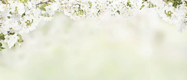 Spring banner background with copy space.