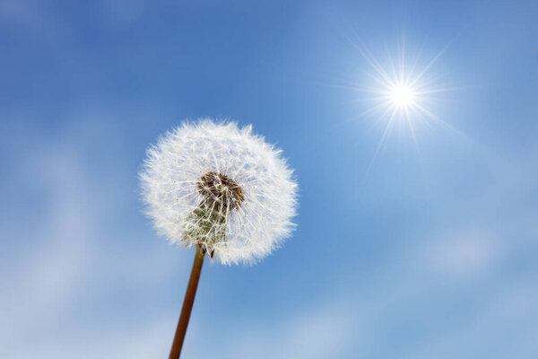 Прекрасный сказочный весенний фон с одуванчиком