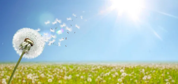 Прекрасний Мрійливий Весняний Фон Природи Кульбабою — стокове фото