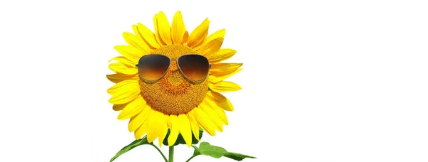 Vereinzelte Sonnenblume Mit Sonnenbrille Und Glücklichem Gesicht — Stockfoto