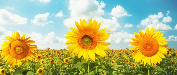 Închiderea Floarea Soarelui Proaspătă Împotriva Cerului Albastru Limpede Fotografie de stoc