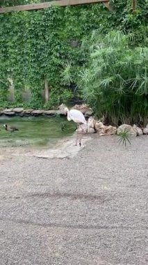 Etrafı yemyeşil ağaçlar ve SendaViva Doğa Parkı, Navarra, İspanya 'da bitkilerle çevrili bir gölde duran güzel flamingolar..