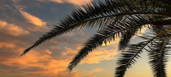 Palm Leaves Sky Selective Focus Nature — Stock Photo, Image