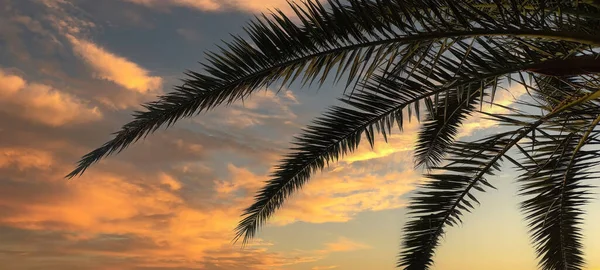 Palm Leaves Sky Selective Focus Nature — Stock Photo, Image