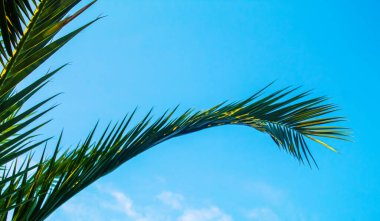 Avuç içi yaprakları gökyüzüne karşı. Seçici odaklanma. Doğa.