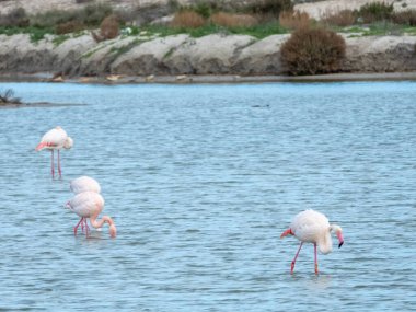 Flamingos in their natural habitat. clipart