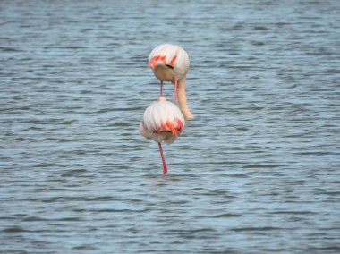 Flamingo doğal yaşam alanında yakın plan.