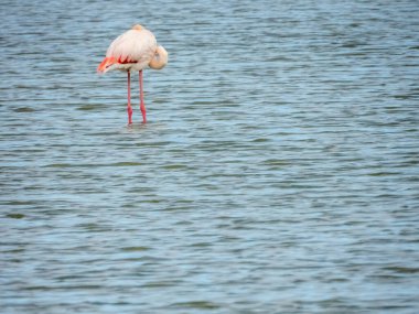 Flamingo doğal yaşam alanında yakın plan.