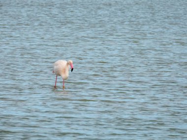 Flamingo doğal yaşam alanında yakın plan.