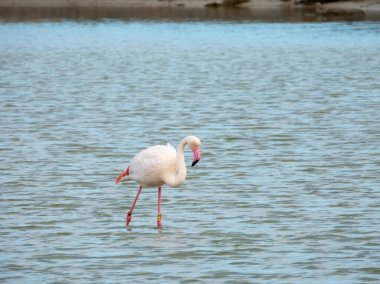 Flamingo doğal yaşam alanında yakın plan.