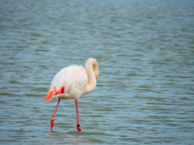 Flamingo doğal yaşam alanında yakın plan.