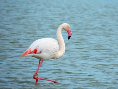 Flamingo doğal yaşam alanında yakın plan.
