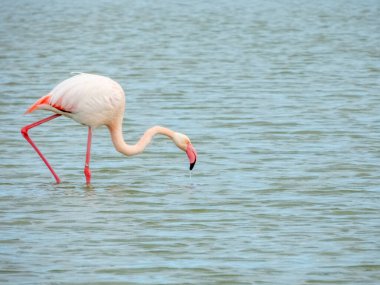 Flamingo doğal yaşam alanında yakın plan.