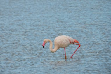 Flamingo doğal yaşam alanında yakın plan.
