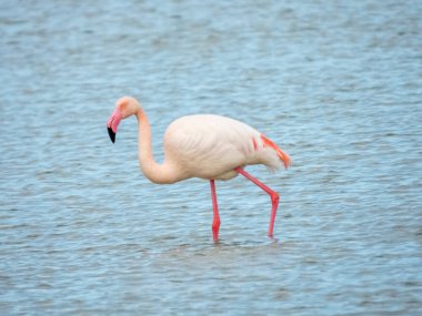 Flamingo doğal yaşam alanında yakın plan.