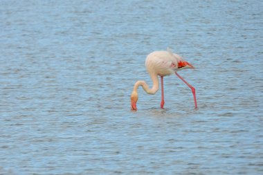 Flamingo doğal yaşam alanında yakın plan.