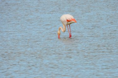 Flamingo doğal yaşam alanında yakın plan.