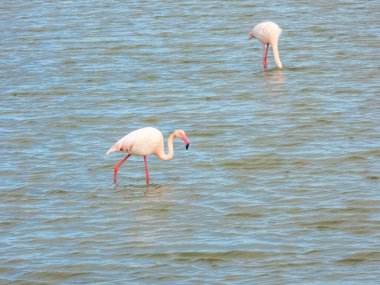 Flamingo doğal yaşam alanında yakın plan.