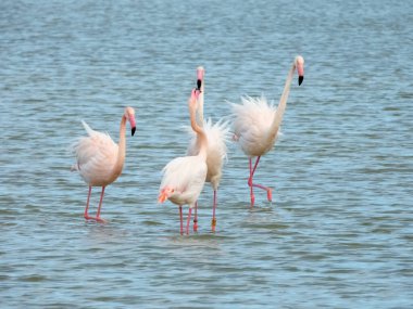 Flamingo doğal ortamda dans ediyor. Yakın çekim.