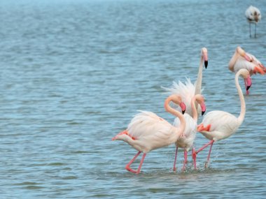 Flamingo doğal ortamda dans ediyor. Yakın çekim.