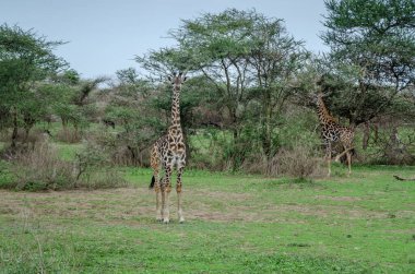 Afrika, Tanzanya 'daki Serengeti Milli Parkı' nda zürafalar.
