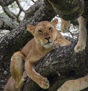Serengeti Ulusal Parkı, Tanzanya, Afrika 'daki ağaçta bir dişi aslan yatıyor..