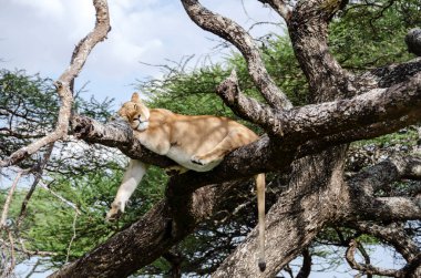 Serengeti Ulusal Parkı, Tanzanya, Afrika 'daki ağaçta bir dişi aslan yatıyor..