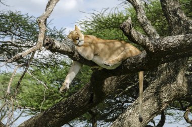 Serengeti Ulusal Parkı, Tanzanya, Afrika 'daki ağaçta bir dişi aslan yatıyor..