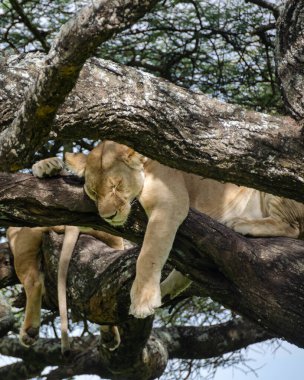 Serengeti Ulusal Parkı, Tanzanya, Afrika 'daki ağaçta bir dişi aslan yatıyor..