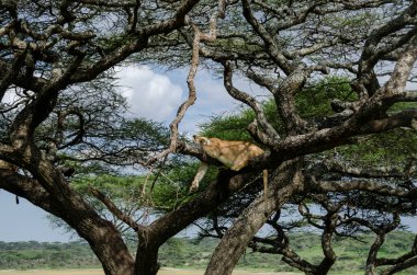 Serengeti Ulusal Parkı, Tanzanya, Afrika 'daki ağaçta bir dişi aslan yatıyor..
