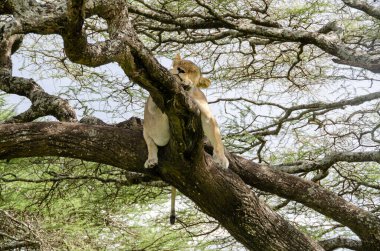 Serengeti Ulusal Parkı, Tanzanya, Afrika 'daki ağaçta bir dişi aslan yatıyor..