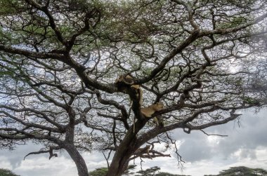 Serengeti Ulusal Parkı, Tanzanya, Afrika 'daki ağaçta bir dişi aslan yatıyor..