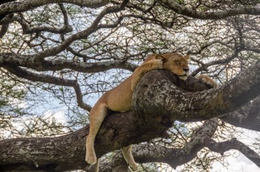 Serengeti Ulusal Parkı, Tanzanya, Afrika 'daki ağaçta bir dişi aslan yatıyor..
