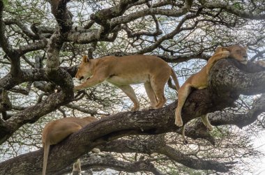 Serengeti Ulusal Parkı, Tanzanya, Afrika 'daki ağaçta bir dişi aslan yatıyor..