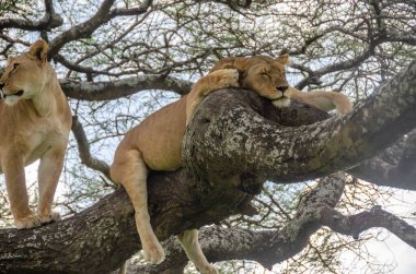 Serengeti Ulusal Parkı, Tanzanya, Afrika 'daki ağaçta bir dişi aslan yatıyor..