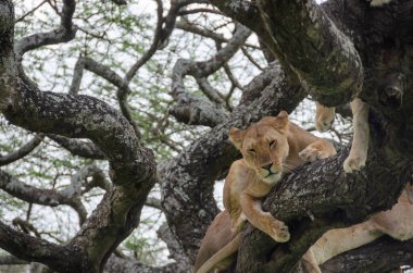 Serengeti Ulusal Parkı, Tanzanya, Afrika 'daki ağaçta bir dişi aslan yatıyor..